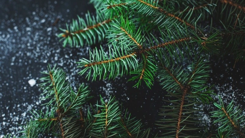 Островные лесничества заготовят для сахалинцев 3500 новогодних деревьев