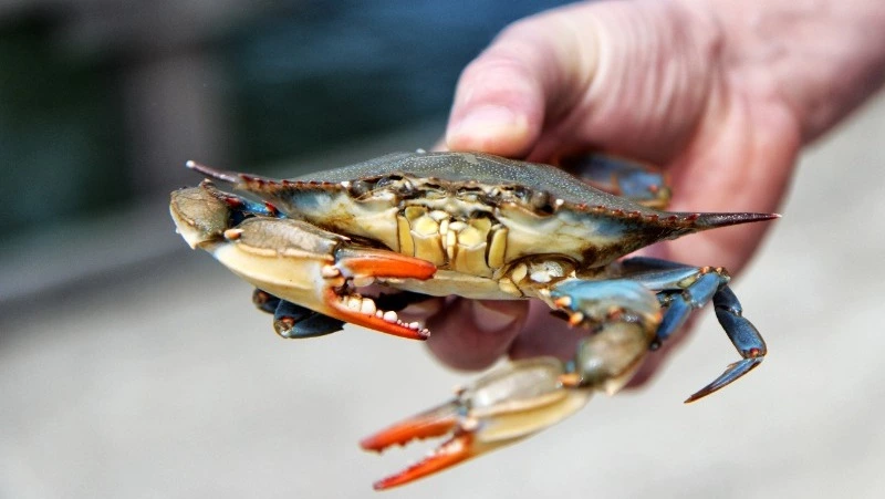 Япония считает неприемлемым запрет на добычу моллюсков возле Южных Курил       