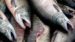 Свежую рыбу по низким ценам привезли еще в пять районов Сахалина и Курил 6 сентября 