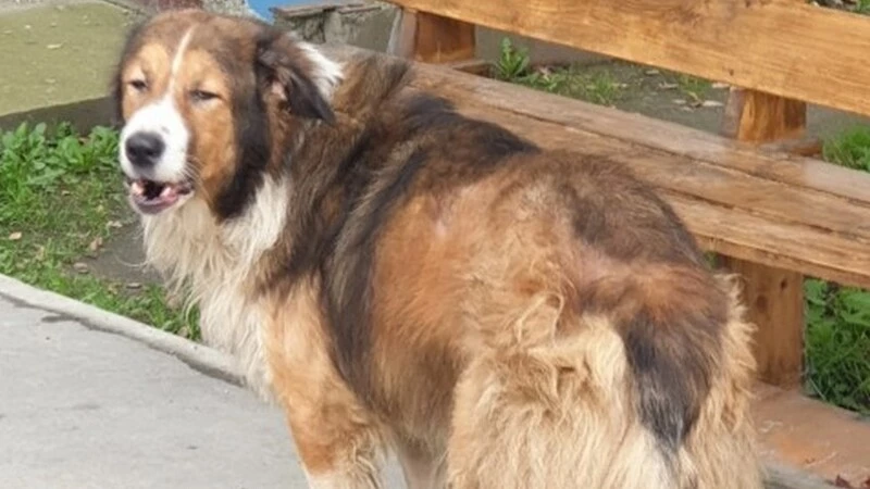 Сахалинские зоозащитники пришли в шок от того, что полиция застрелила собаку в центре города