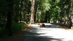 Семью медведей видели на участке «Горного воздуха» в Южно-Сахалинске 10 сентября