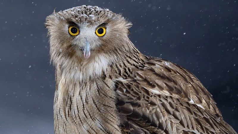 Рыбные филины с Кунашира снялись в документальном фильме Московского зоопарка