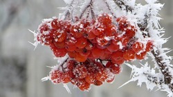Снежную зиму по народным приметам предсказали жители Сахалина