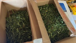 Полицейские изъяли более 5 кг марихуаны у жителя Невельского района
