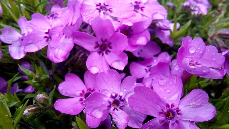 Sakh.online запускает фотоконкурс «Цветущие острова»: победителей ждут призы