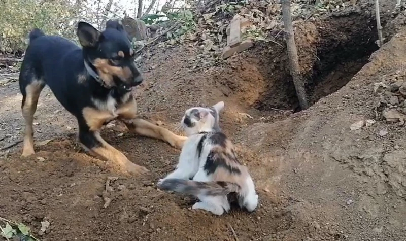 Видео с играющими питомцами в зоне СВО показали жителям Сахалина