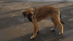 Жители Южно-Сахалинска пожаловались на бродячих собак в городском парке