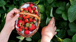 Врач назвал самые важные продукты для жителей Сахалина в июне-2023