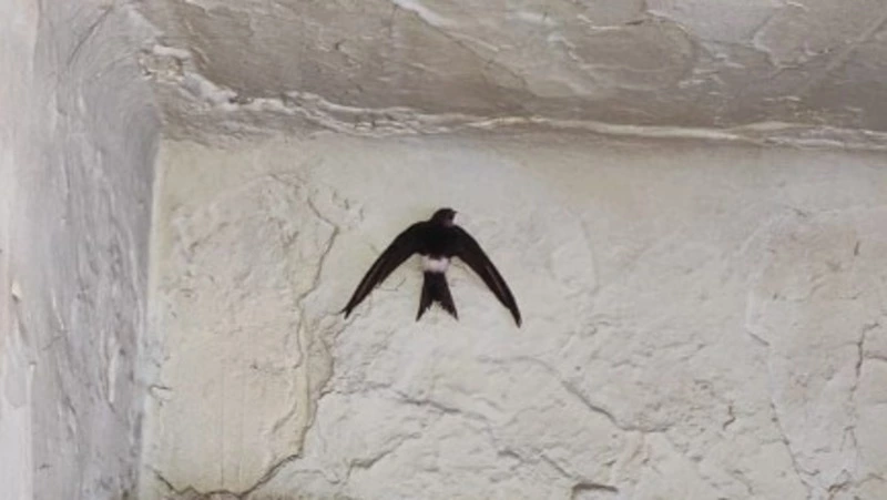 Внезапное появление стрижа в котельной Углегорска стало хорошей вестью