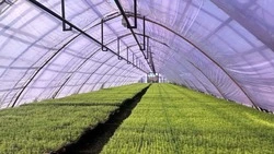 Более 900 гектаров леса восстановили на Сахалине