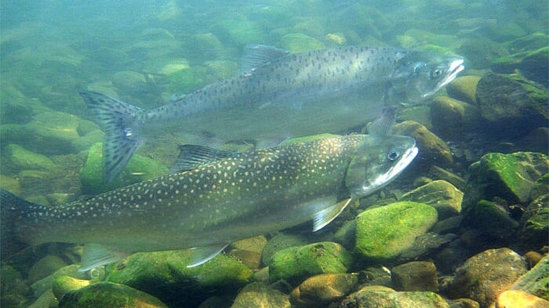 В сетях преткновения