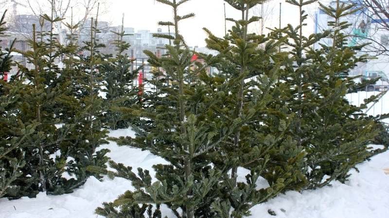 Массовую торговлю живыми елками развернули в Южно-Сахалинске