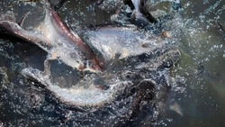 Вылов лососей на Сахалине продлят до конца ноября