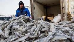 Свежую навагу и камбалу привезут для продажи в Южно-Сахалинск 7 и 8 марта