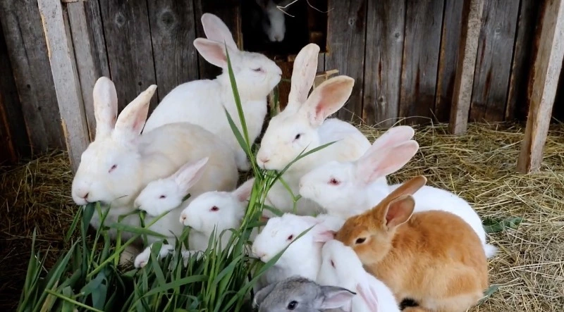 «Прокормим себя и земляков»: семья фермеров на Сахалине не боится санкций