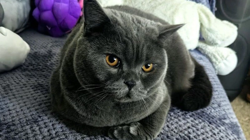 Фото питомца: деловой кот Тишка и его неактивные будни