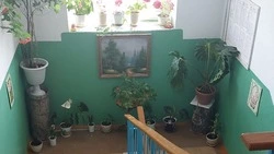 «Все растения зацвели»: обычный подъезд в Александровске-Сахалинском превратили в сад