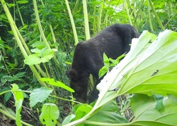 Молодой медведь попал на камеру фотоохотника на юге Сахалина