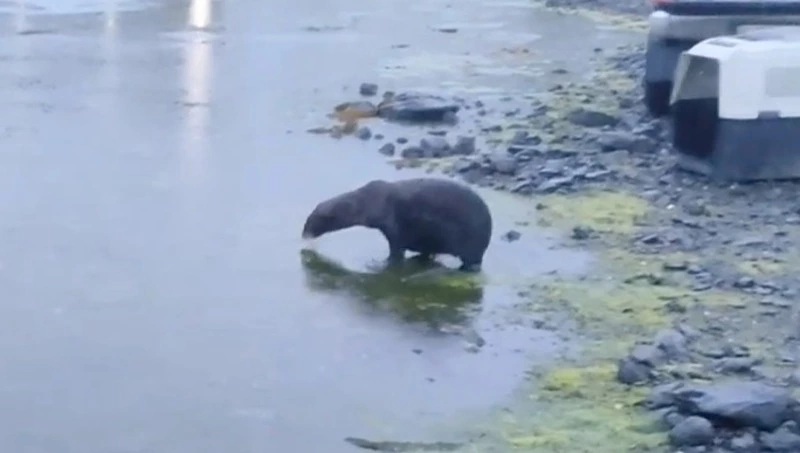 Морской котик с Охотского побережья вернулся в море после восстановления