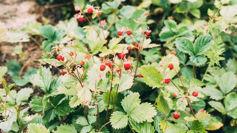 Приметы обо всем на 9 июля 2023 года: что можно и нельзя делать в этот день