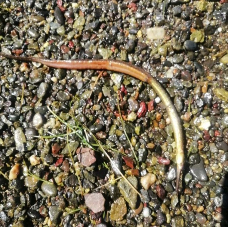 Странную рыбину с острым носом поймали на сахалинском озере Буссе