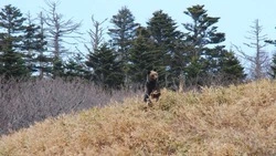 «Ему было все равно»: на Курилах застали медведя за трапезой