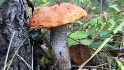 «Тихая охота» на Сахалине: принесет ли аномальный июнь ранний сбор грибов