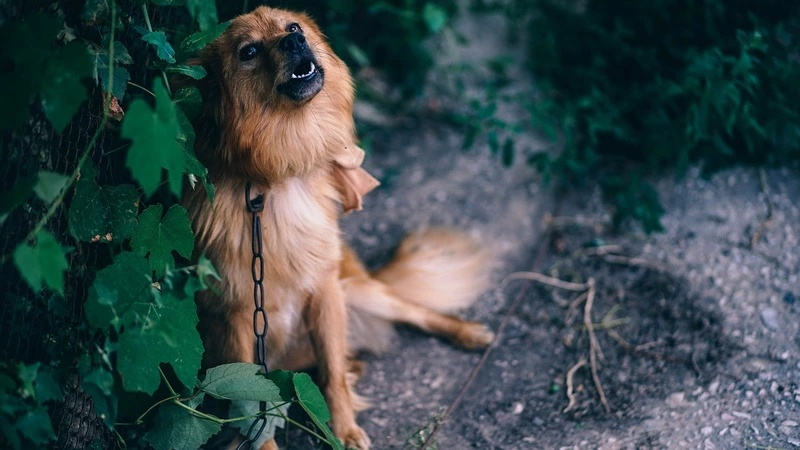 В Южно-Сахалинске завывающая стая собак не дает спать местным жителям