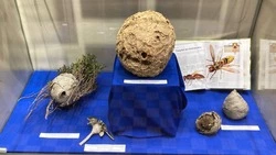 Тайны островных ос раскроют на выставке в краеведческом музее Сахалина