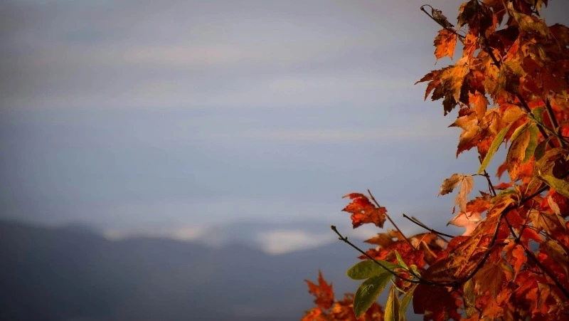 Рецидивист, шокирующий секс-просвет в школе и ДТП с автобусом: новости выходных на Сахалине