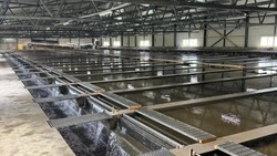 Анивчанин пробрался на завод «Главрыбвода» и «надоил» из живой кеты 22 кг икры