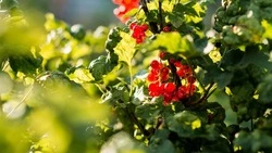 На Сахалине усилят охрану памятника природы «Успеновские клюквенники»