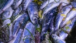 Рыбаки Сахалина нарастили вылов минтая и сельди