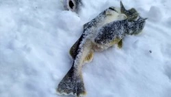 До старта 10 дней: сколько команд зарегистрировались на «Сахалинский лед» 