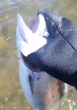 Сахалинец поймал симу голыми руками