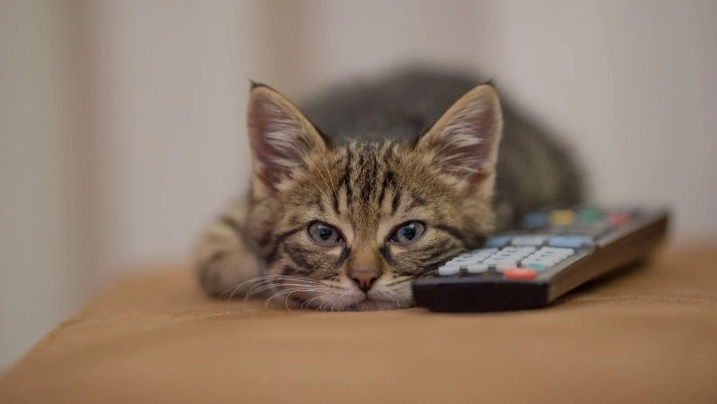 Больница и часть Южно-Сахалинска проведут 30 марта без света