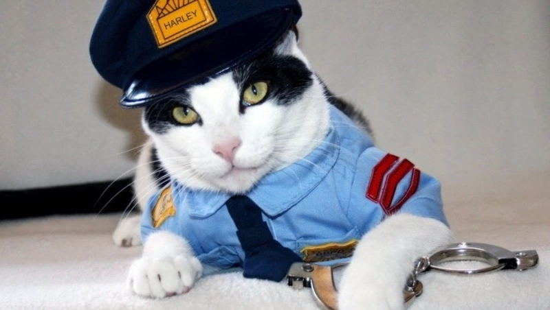 Банда грабителей избила жителя Южно-Сахалинска ради сотового телефона