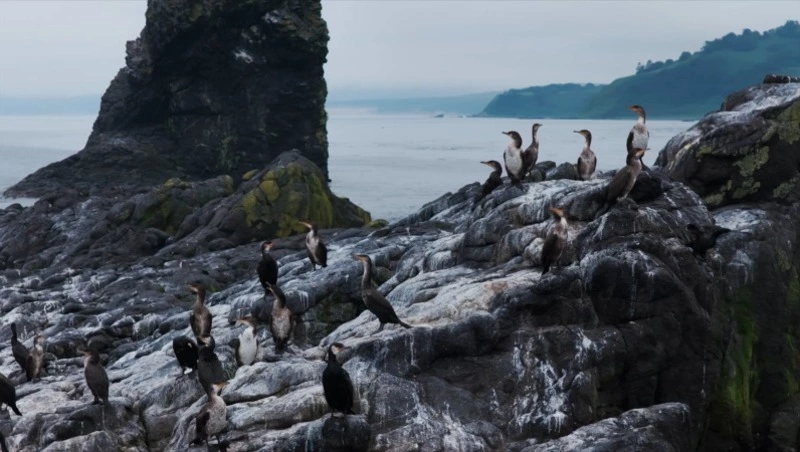 Ученые со всей России исследуют уникальную природу мыса Анастасия на Сахалине