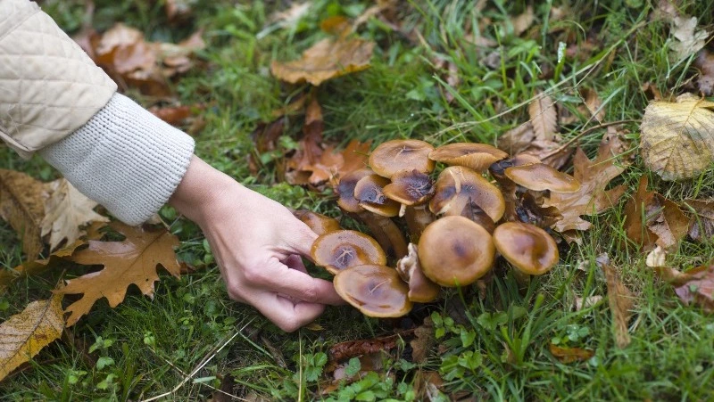 Календарь грибника-2025: когда собирать и заготавливать лесные дары