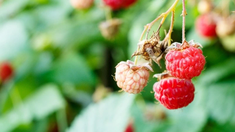 Церковный праздник 17 августа 2024: что нельзя делать в этот день, приметы