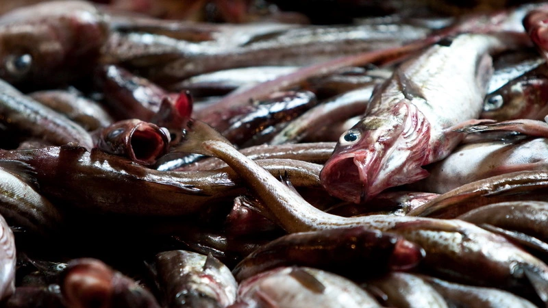 Конгресс рыбаков открылся сегодня во Владивостоке