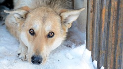 Новые приюты для бездомных собак построят в пяти районах Сахалинской области