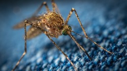 Сахалинские эксперты прокомментировали возможную передачу коронавируса комарами