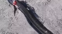 Рыбаки обнаружили на побережье морское чудо с синими глазами