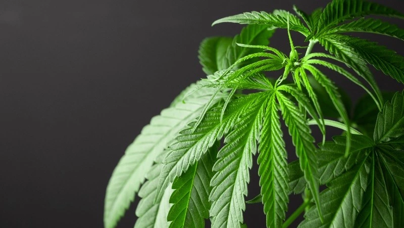 Житель Сахалина ответит перед судом за выращивание конопли 