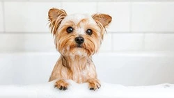 Часть Южно-Сахалинска останется без горячей воды 19 февраля 