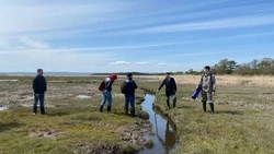 Сахалинский эксперимент: как болота помогают в урегулировании климатической ситуации