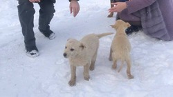  Мэр Анивского района объявила о поиске хозяев для бездомных щенков на полигоне