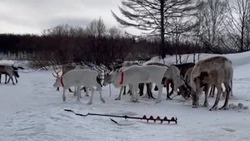 Стадо оленей украло улов рыбака на севере Сахалина