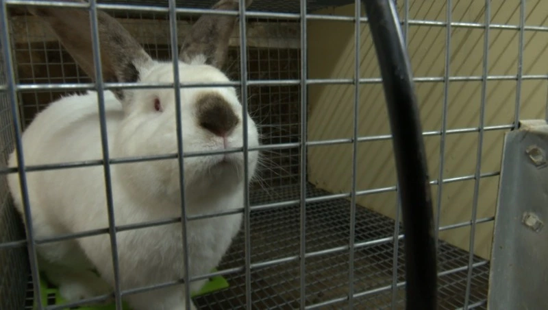 Житель Сахалина открыл семейную ферму по выращиванию кроликов на берегу моря